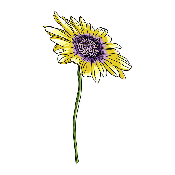 Drawing daisy flower. Floral hand drawn botanical element illustration. Vector. - Vector, afbeelding