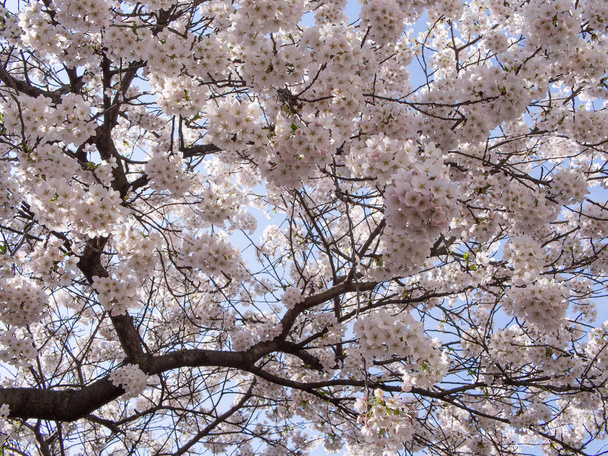 Blossom of Prunus Tree Against A Blue Sky - Photo, image