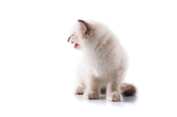 分離の白い背景の上の愛らしい猫 - 写真・画像