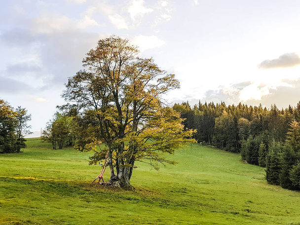 Autumn tree in mountains - Przegibek - Photo, Image