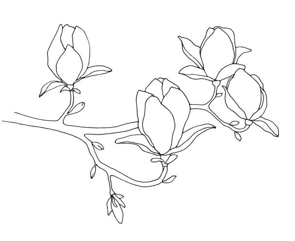 Sketch of spring flowers. Magnolia isolated on white background. Vector illustration - Vector, Image