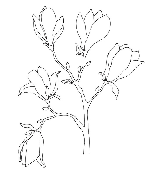 Sketch of spring flowers. Magnolia isolated on white background. Vector illustration - Vector, Image