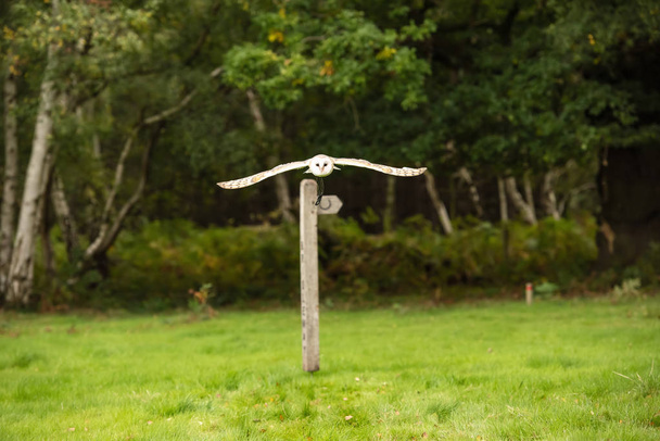 Великобританія, Шервудського лісу, Ноттінгемшир хижих птахів подія, жовтня 2018 - британський Сипуха в польоті - Фото, зображення