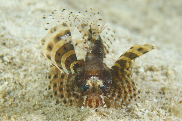 duivel vis Schorpioen uit Filipijnen - Foto, afbeelding