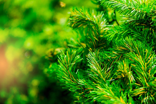 Закрыть зеленую елку на фоне рождественских праздников
. - Фото, изображение