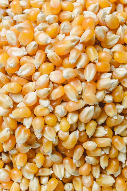 Dry corn kernels to make popcorn - Photo, Image