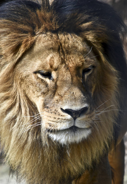 Αυτό είναι ένα κοντινό ενός λιονταριού. - Φωτογραφία, εικόνα