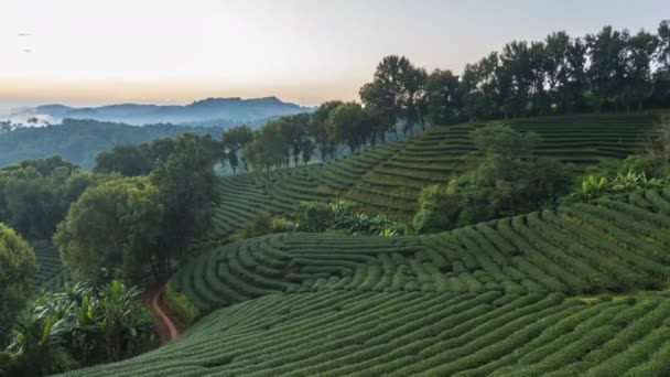 Upływ czasu plantacji herbaty Choui Fong jest popularnym ośrodkiem turystycznym Tajlandii Chiang Rai. To jest na zboczu wzgórza plantacji w pięknej scenerii. - Materiał filmowy, wideo