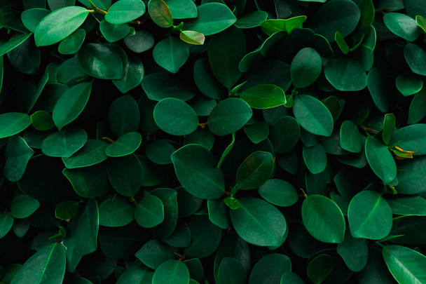 Backdrop and texture of green leaves natural wall. - Photo, image