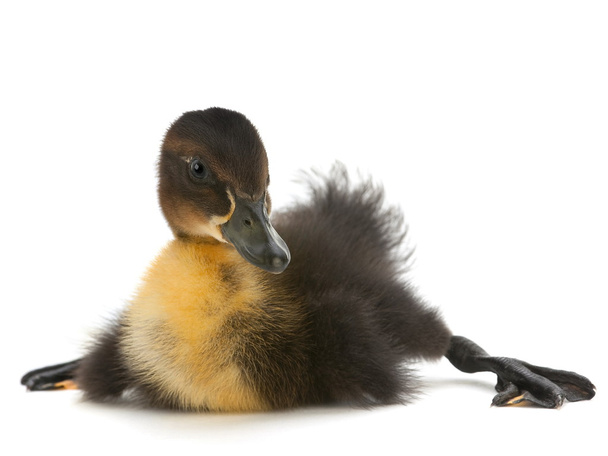 küçük ördek - Fotoğraf, Görsel