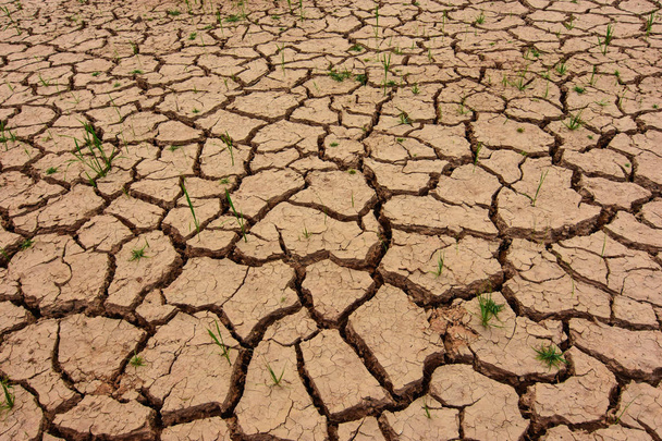The earth is cracked because of summer drought. Global warming and greenhouse effect Climate change is a worldwide phenomenon. - Photo, Image