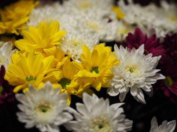 Lähikuva Afrikkalainen Daisy, Transvaal Daisy, Gerbera veridijolia Vaaleanpunainen Violetti Keltainen Valkoinen Kukka musta tausta
 - Valokuva, kuva