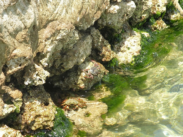 Crabs - Photo, Image