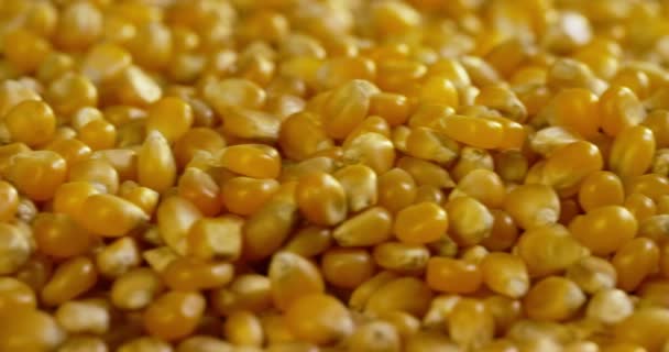 grains of corn and wheat and popcorn on a wooden table. concept of organic agriculture and genuine. Natural food and vegan or vegetarian lifestyle Organic corn cobs healthy and tasty. - Materiał filmowy, wideo