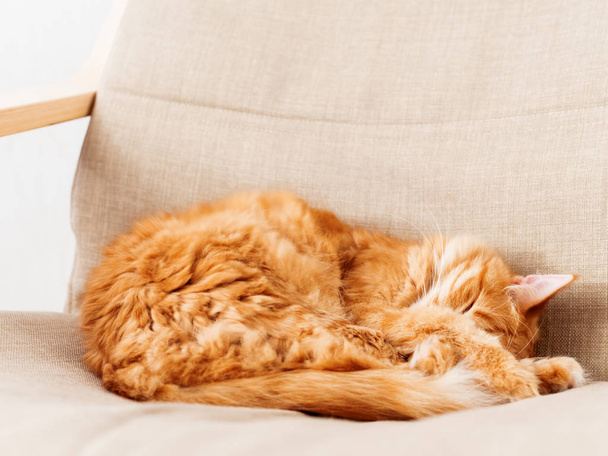 Cute ginger cat lying on beige chair. Fluffy pet going to sleep. Cozy home. - Foto, afbeelding