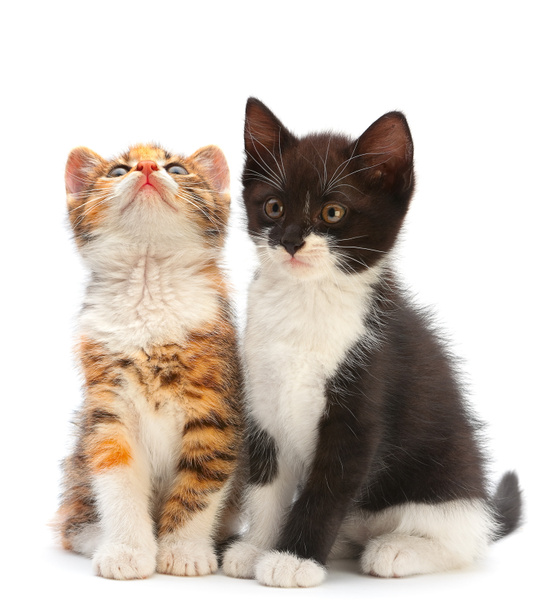 δύο γατάκι - Φωτογραφία, εικόνα