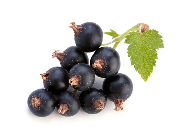 Black currant with leaf - Foto, afbeelding