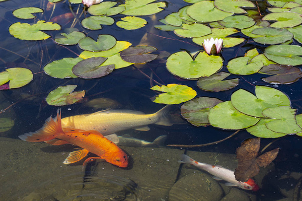 Carpa Koi Pond Peixe nada entre lírio de água na água lentamente no parque
 - Foto, Imagem