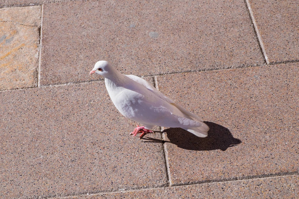 Белый голубь на монастыре Монсеррат
. - Фото, изображение