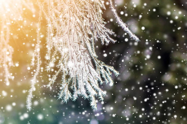Close-up of pine tree covered with snow frost in winter - Photo, Image