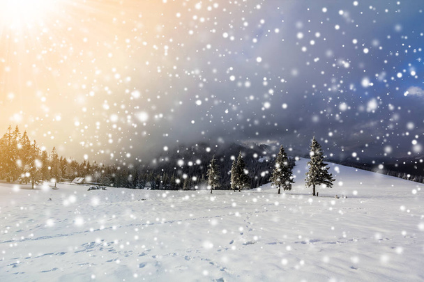 Paysage de montagne hivernal avec pins enneigés et nuages bas
 - Photo, image
