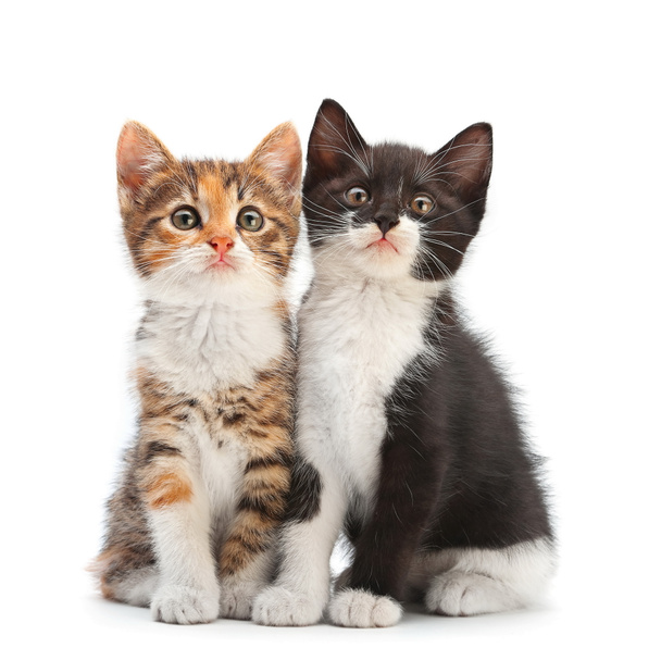 Kaksi kissanpentua istuu
 - Valokuva, kuva