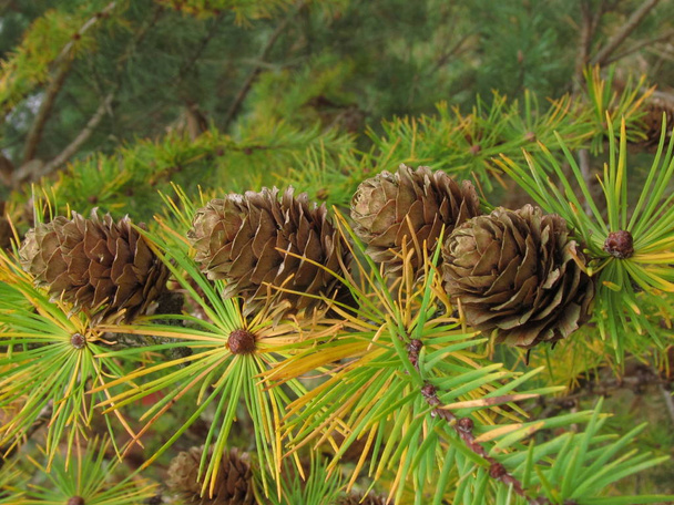 Spruce branches with cones. Nature of Western Ukraine. Background with coniferous branches for the phone. Coniferous autumn forest. - Photo, Image