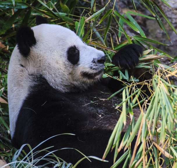 Panda enjoys eating bamboo - Photo, Image