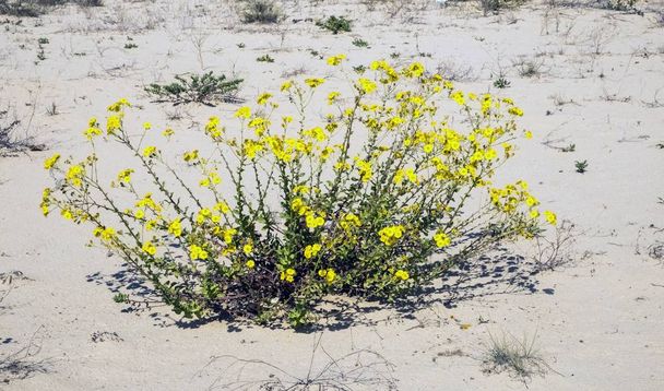 Flores que crecen en dunas de arena en las afueras de la ciudad
. - Foto, Imagen