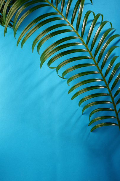 Green tropical leaf on blue - Photo, image