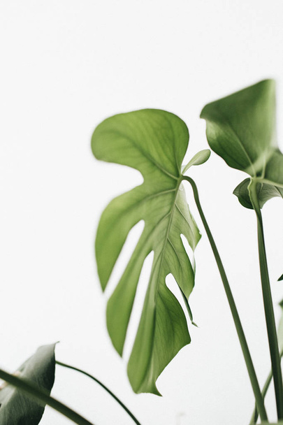 Monstera leaves on white background. Tropical exotic palm minimal concept. - Photo, Image
