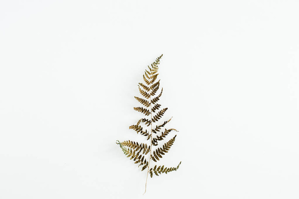 Fern leaf isolated on white background. - Foto, Imagen