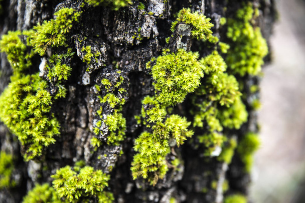 Bir yosun bir gövde yakın çekim - Fotoğraf, Görsel