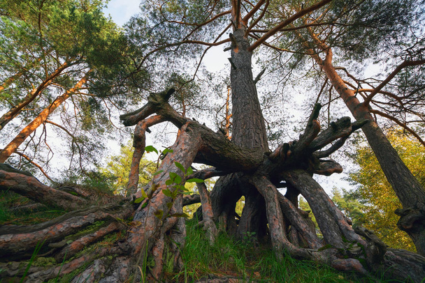 Kiefern mit sichtbaren Wurzeln im Wald am Hang. - Foto, Bild