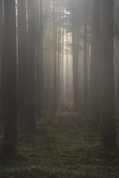 Foresta nebbiosa con raggi di sole e nebbia
 - Foto, immagini