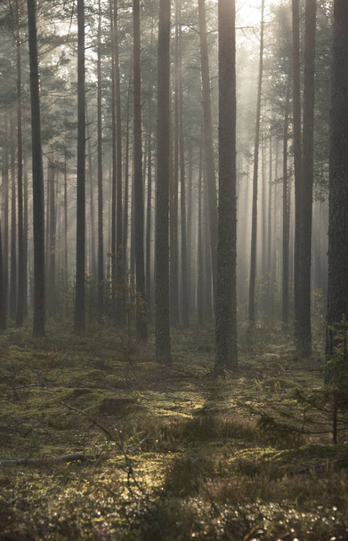 Foggy forest with sunbeams and fog - Valokuva, kuva