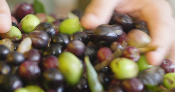 Close-up van video van persoon controleren en aanraken van natte olijven vruchten bessen  - Video