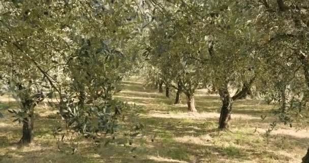 video of green olive trees plantation, olives garden  - Materiał filmowy, wideo