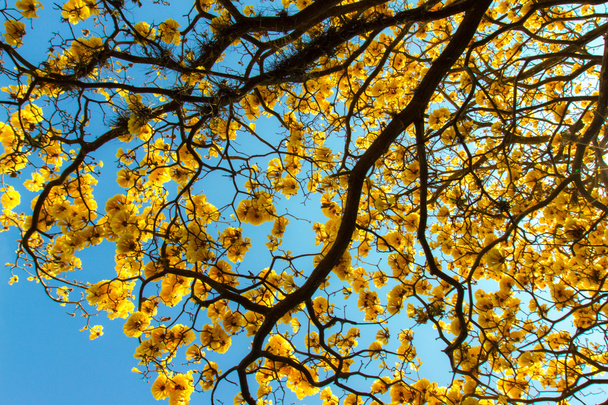 żółty drzewo - Zdjęcie, obraz