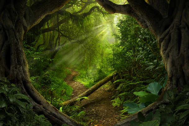 Джунглях азіатських тропічних лісах у серпні - Фото, зображення