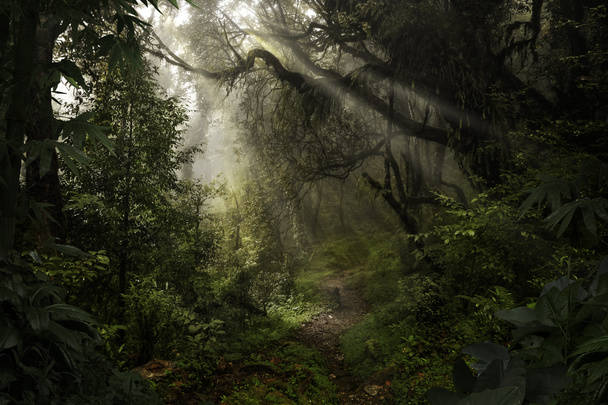 Azjatycka rainforest dżungla w sierpniu - Zdjęcie, obraz
