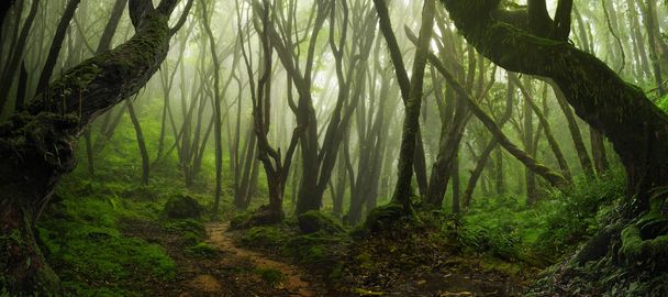 Asijské rainforest džungle v srpnu - Fotografie, Obrázek