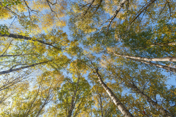Coronas de abedules altos en un día soleado de otoño como fondo o telón de fondo. Vista inferior
 - Foto, Imagen