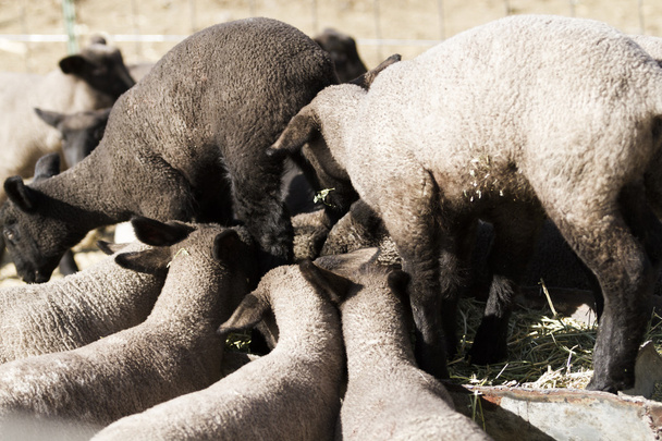 agneaux pour bébés
 - Photo, image