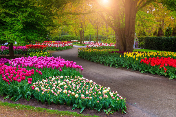 Krásný Jarní krajina, nádherné zahrady Keukenhof s kvetoucí čerstvý tulipány a barevné jarní květiny. Nádherný park s nádhernou rostliny a květiny v Lisse, Nizozemsko, Evropa - Fotografie, Obrázek