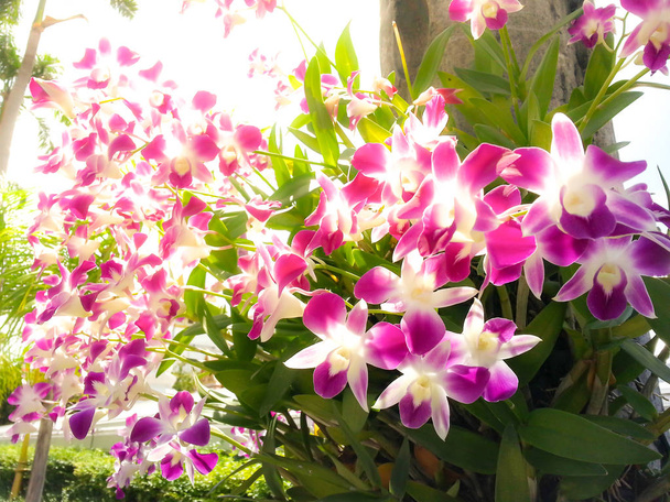 schöner Orchideenblumenbaum mit Sonnenuntergangston. - Foto, Bild