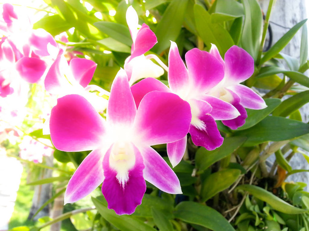schöner Orchideenblumenbaum mit Sonnenuntergangston. - Foto, Bild