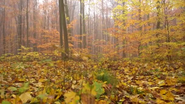 Nebel im Wald niedrig und bodennah, Dolly in, über gelben Blättern, Herbst - Filmmaterial, Video