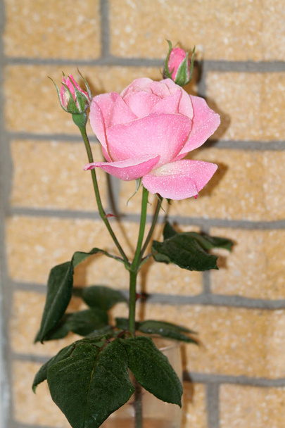 Розквіт рожевої троянди і два розетки перед бежевою цегляною стіною
 - Фото, зображення