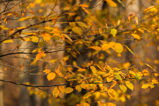 Herbst. Bunte Ahornblätter liegen auf dem Gras. - Foto, Bild
